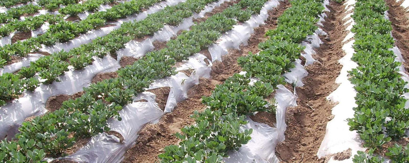 種植紅薯怎樣鋪地膜