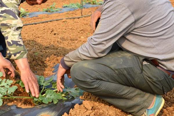 西瓜怎樣種植產(chǎn)量高產(chǎn)