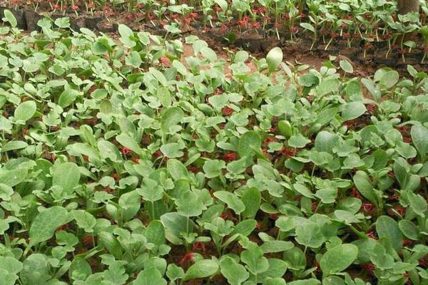 西瓜怎樣種植產(chǎn)量高產(chǎn)