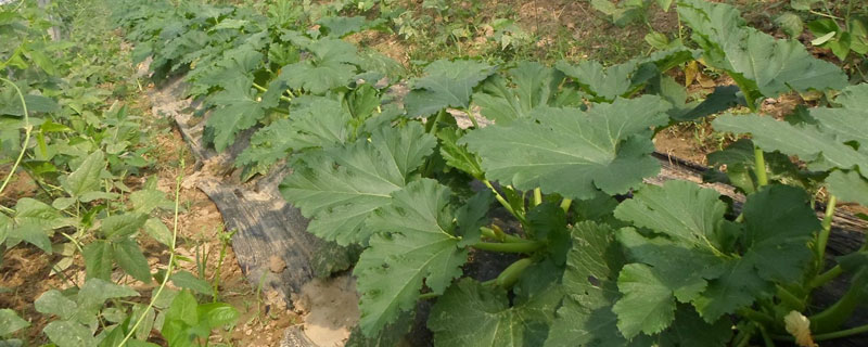 巧治西葫蘆病毒病偏方