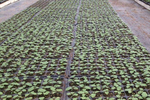 西瓜怎樣種植產(chǎn)量高產(chǎn)