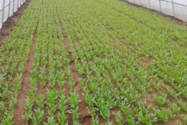 油葵種植技術(shù)和產(chǎn)量