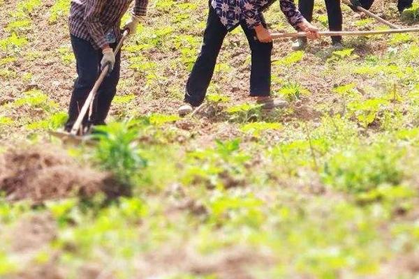 油葵種植技術(shù)和產(chǎn)量
