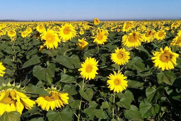 油葵種植技術(shù)和產(chǎn)量