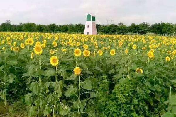 油葵種植技術(shù)和產(chǎn)量