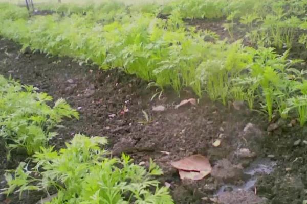 春胡蘿卜種植時間