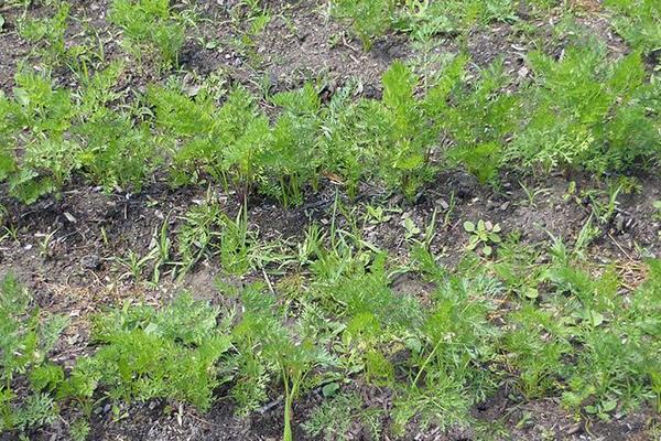 春胡蘿卜種植時間