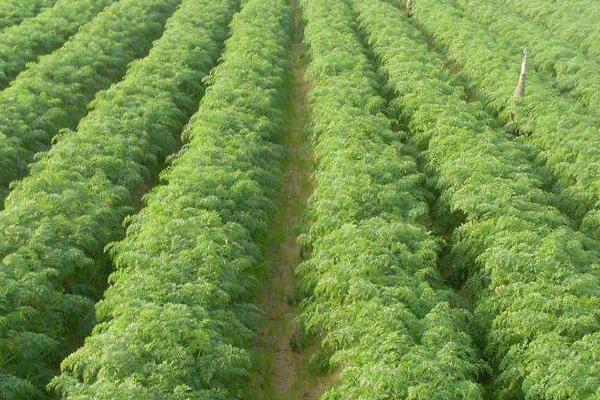 春胡蘿卜種植時間