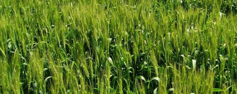 小麥管理技術要點