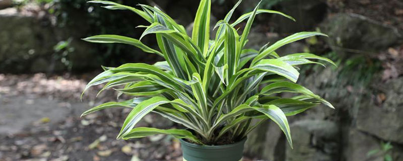 巴西竹的養殖方法