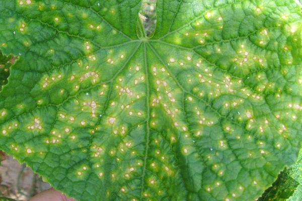 黃瓜霜霉病特效藥