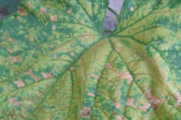 黃瓜霜霉病特效藥