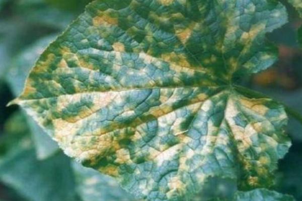 黃瓜霜霉病特效藥