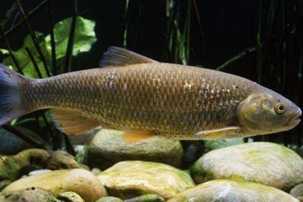 養(yǎng)殖周期短的魚(yú)