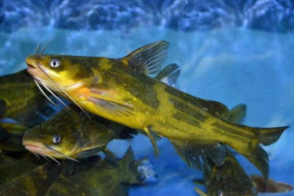 養(yǎng)殖周期短的魚(yú)