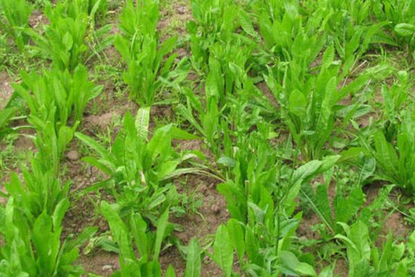 將軍菊苣牧草種植方法