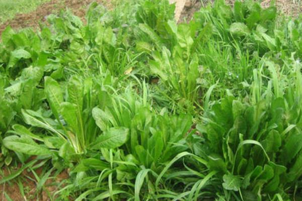 將軍菊苣牧草種植方法