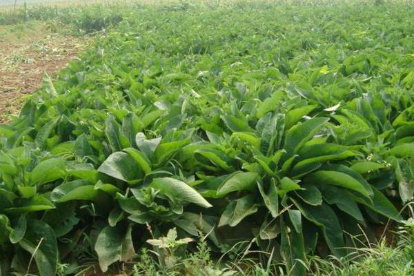 將軍菊苣牧草種植方法