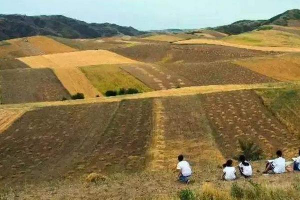 鷹嘴豆種植時間和方法