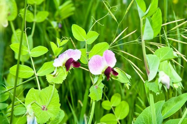 鷹嘴豆種植時間和方法
