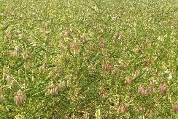 鷹嘴豆種植時間和方法