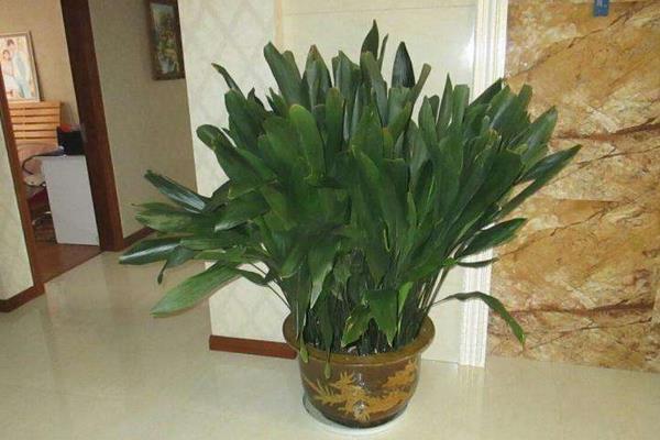 蜘蛛抱蛋的養(yǎng)殖方法和注意事項