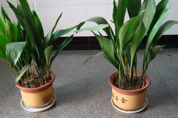 蜘蛛抱蛋的養(yǎng)殖方法和注意事項