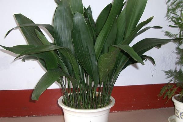 蜘蛛抱蛋的養(yǎng)殖方法和注意事項