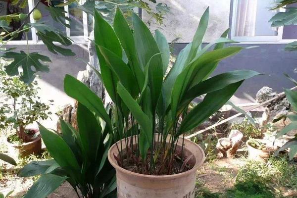 蜘蛛抱蛋的養(yǎng)殖方法和注意事項