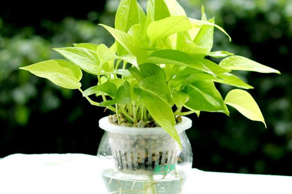 自動吸水綠蘿養殖方法