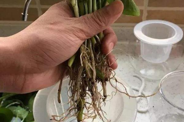 自動吸水綠蘿養殖方法