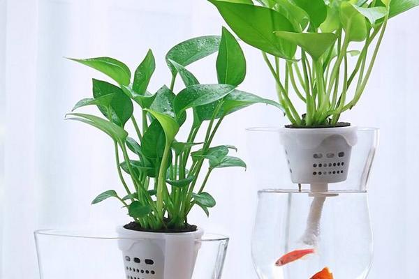 自動吸水綠蘿養殖方法