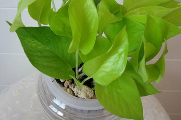 自動吸水綠蘿養殖方法