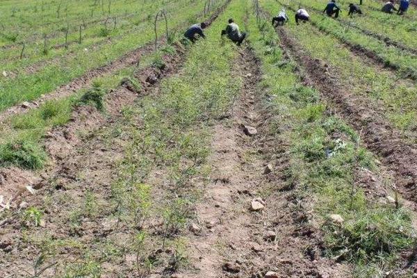 北蒼術的種植技術