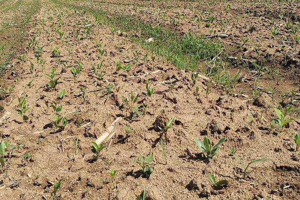 北蒼術的種植技術