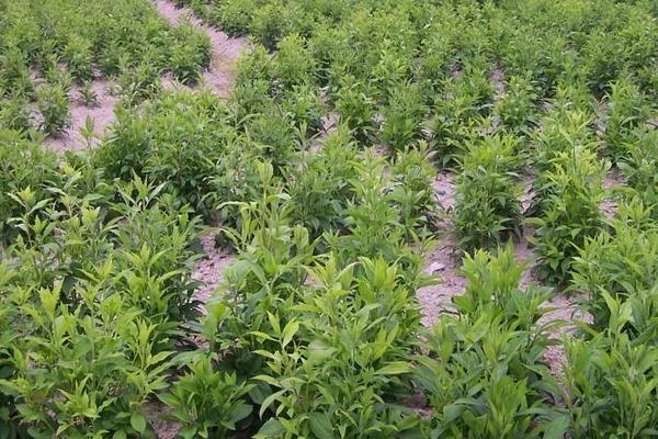 北蒼術的種植技術