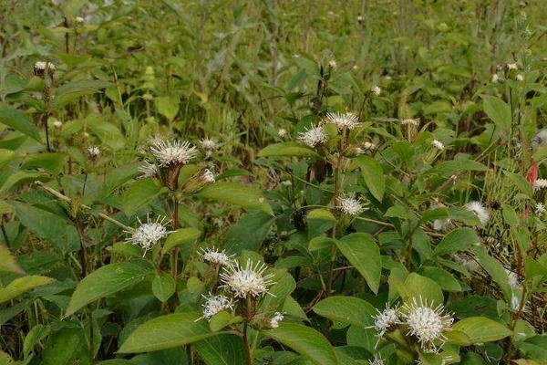 北蒼術的種植技術