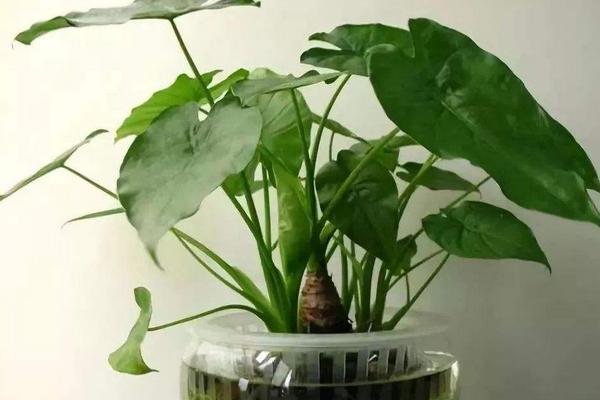 霸王玉的養(yǎng)殖方法