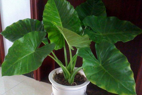 霸王玉的養(yǎng)殖方法