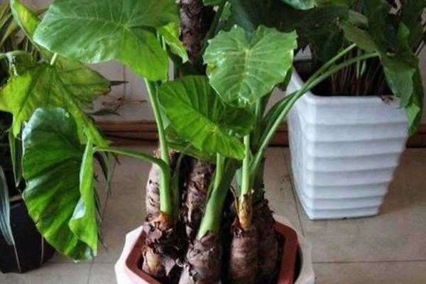 霸王玉的養(yǎng)殖方法