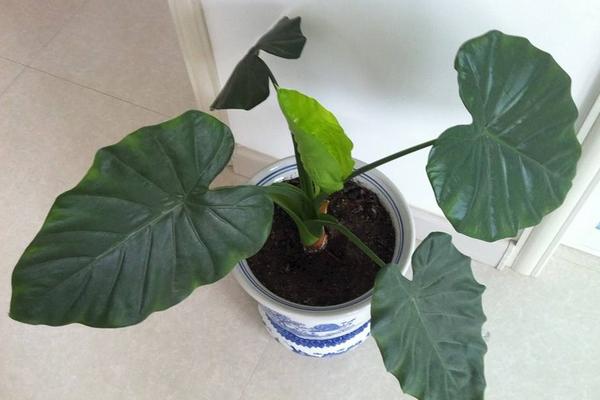 霸王玉的養(yǎng)殖方法