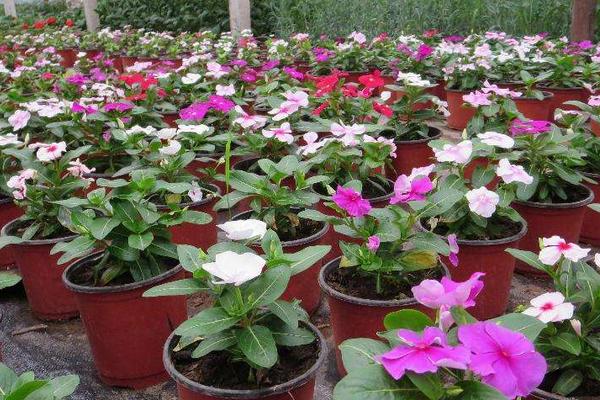 日日春的養殖方法