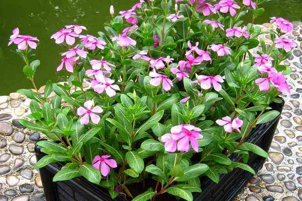 日日春的養殖方法