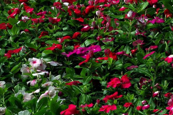 日日春的養殖方法