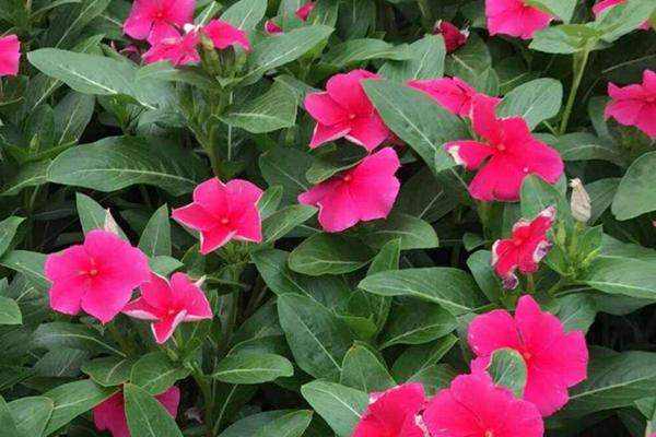 日日春的養殖方法