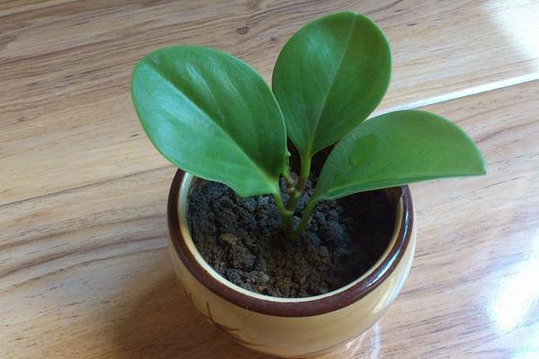 電腦寶寶的養殖方法和注意事項