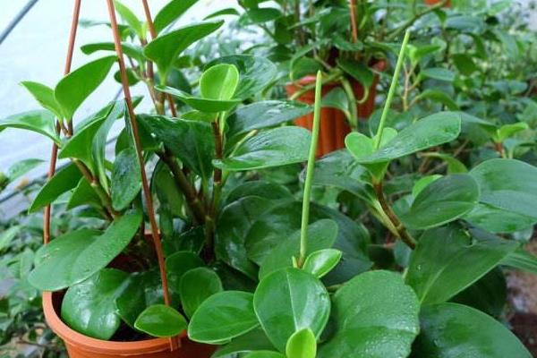 電腦寶寶的養殖方法和注意事項