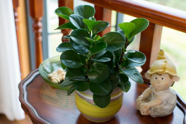 電腦寶寶的養殖方法和注意事項