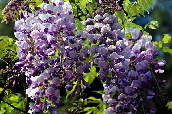 堿性土壤適合種植什么