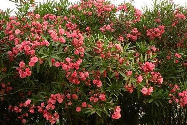 堿性土壤適合種植什么